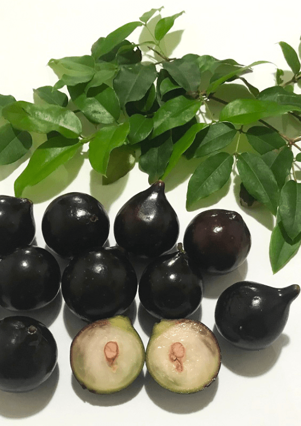 Jaboticaba Acu Paulista Fruit Plant