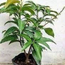 Thai All Season Mango
