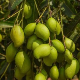 Girige Appemidi Mango Grafted Plant (Large)