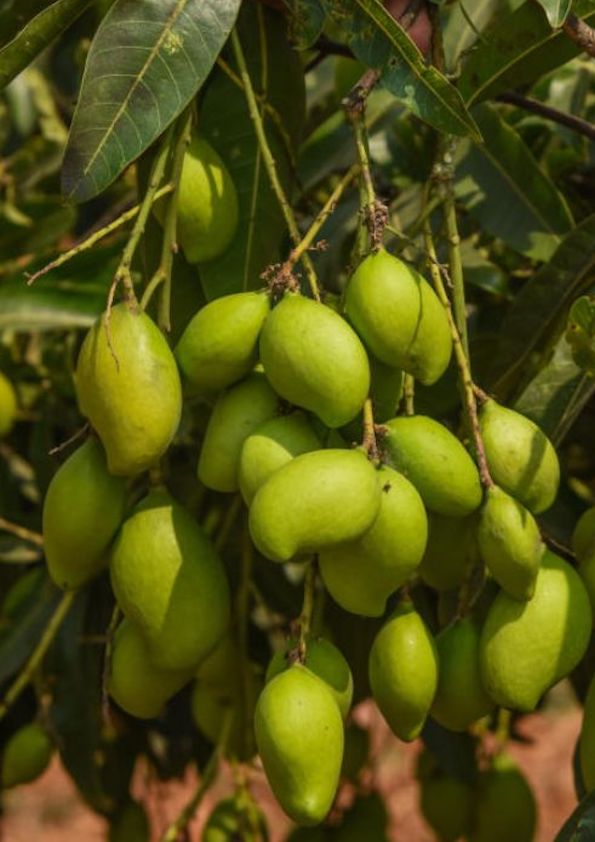 Girige Appemidi Mango Grafted Plant (Large)