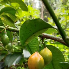 Bacupari Grafted Fruit Plant