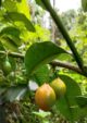 Bacupari Grafted Fruit Plant
