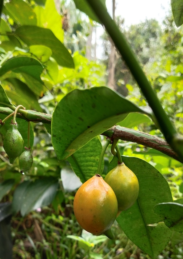 Bacupari Grafted Fruit Plant