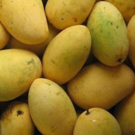 Badami Mango Grafted Plant