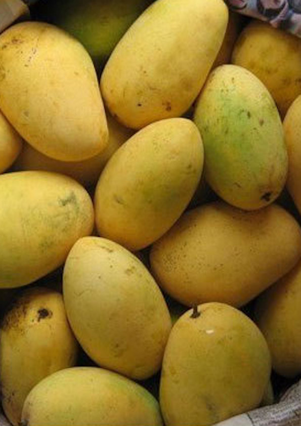 Badami Mango Grafted Plant