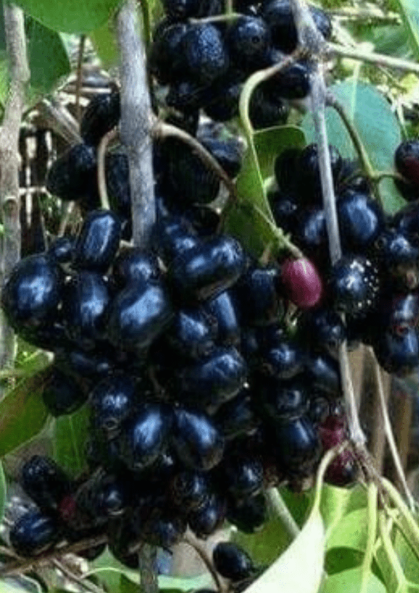 Black Jamun/ Black Java Plum Fruit Plant