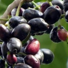 Black Jamun/ Black Java Plum Fruit Plant