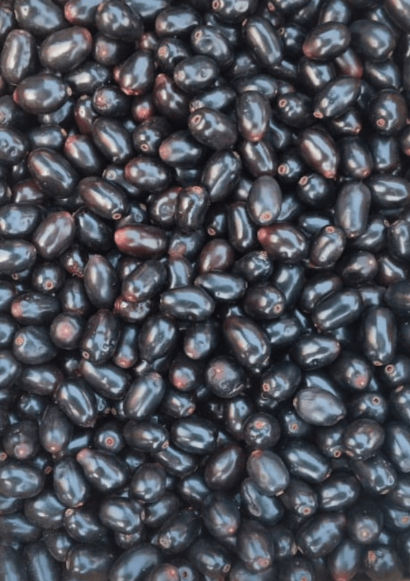 Black Jamun/ Black Java Plum Fruit Plant