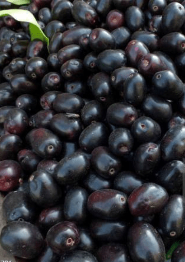 Black Jamun/ Black Java Plum Fruit Plant
