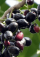 Black Jamun/ Black Java Plum Fruit Plant