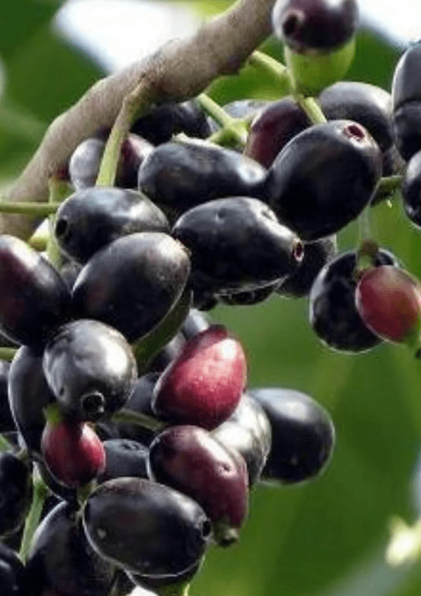 Black Jamun/ Black Java Plum Fruit Plant