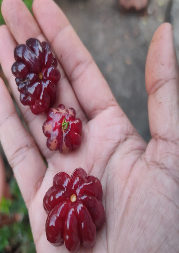 Black Surinam Cherry Fruit Plant