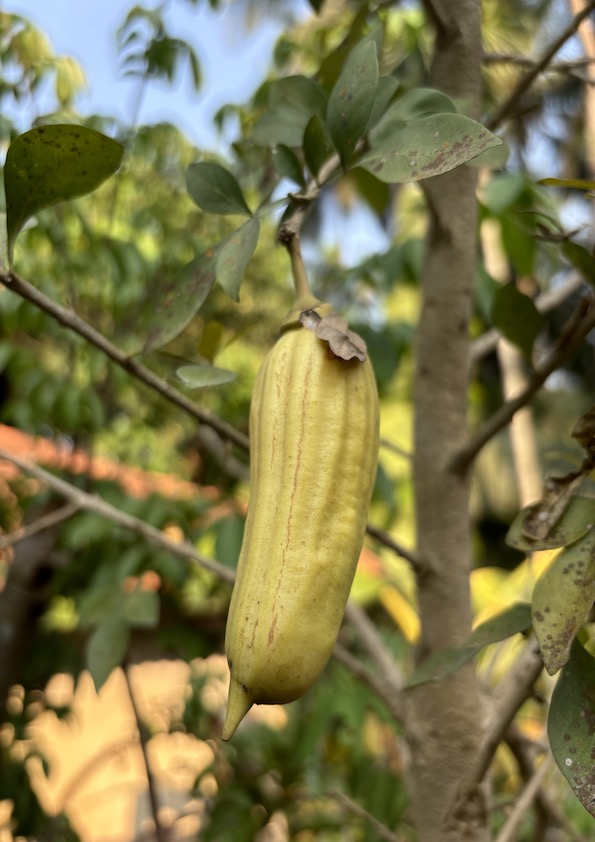 Candle Tree Fruit Plant