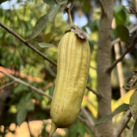 Candle Tree Fruit Plant