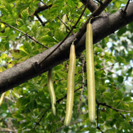 Candle tree fruit
