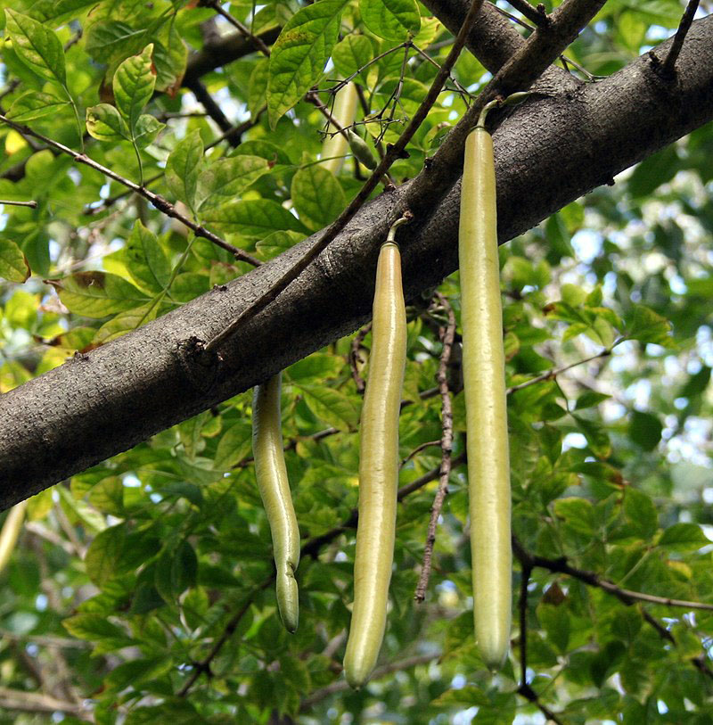 Candle tree fruit