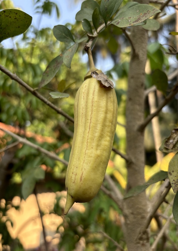Candle Tree Fruit Plant