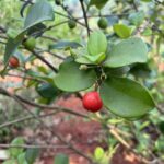 Cedar Bay Cherry Fruit Plant