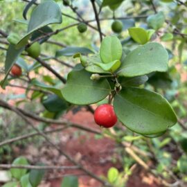 Cedar Bay Cherry Fruit Plant