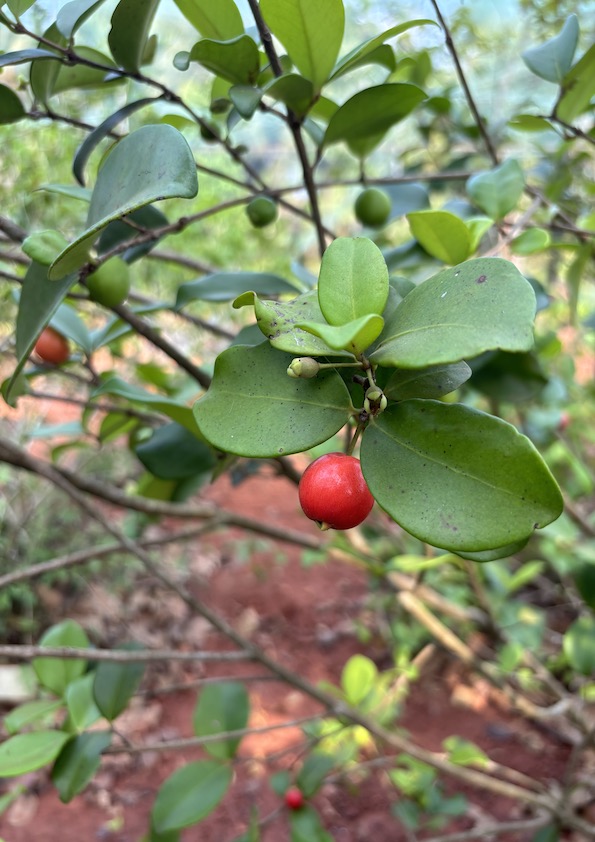 Cedar Bay Cherry Fruit Plant
