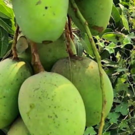 Creeper Mango Grafted Plant