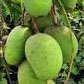 Creeper Mango