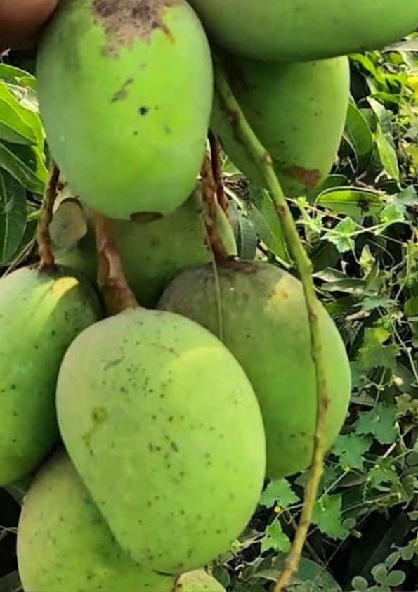 Creeper Mango Grafted Plant