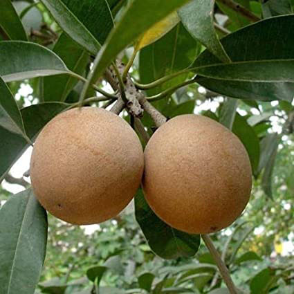 DHS2 Sapota