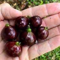 Jaboticaba Phitrantha ESALQ Fruit Plant