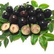 Jaboticaba Acu Pualista