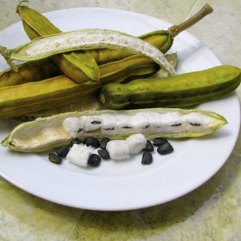 Ice cream Beans Plantsville.in