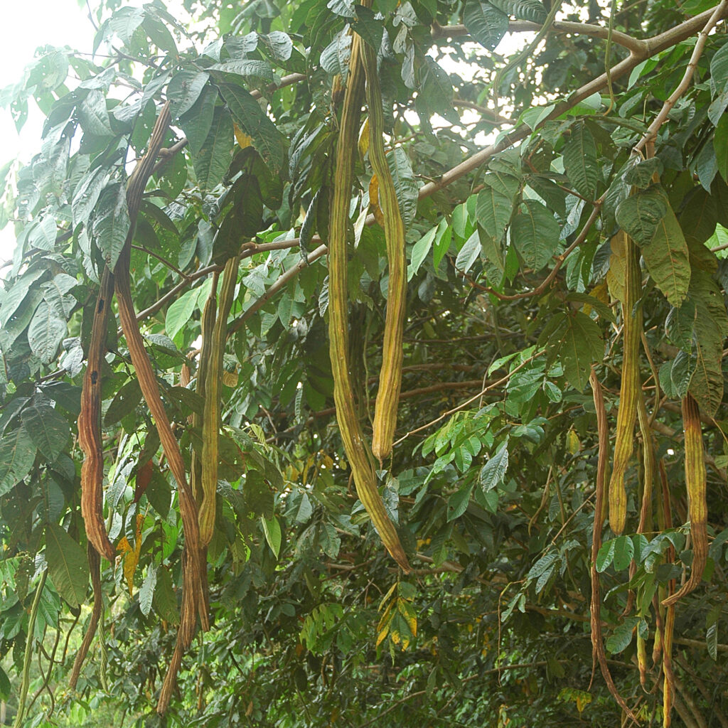 Giant ice Cream beans Plantsville.in