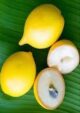 Nipple Abiu Plant