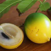 Sweet Abiu Plant