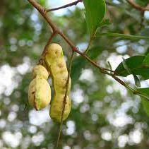 Icecream beans Inga Laurina