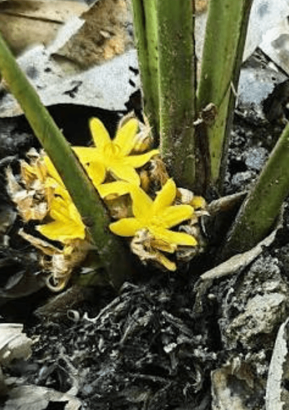 Lemba Fruit Plant