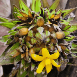 Lemba Fruit Plant