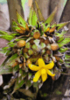 Lemba Fruit Plant