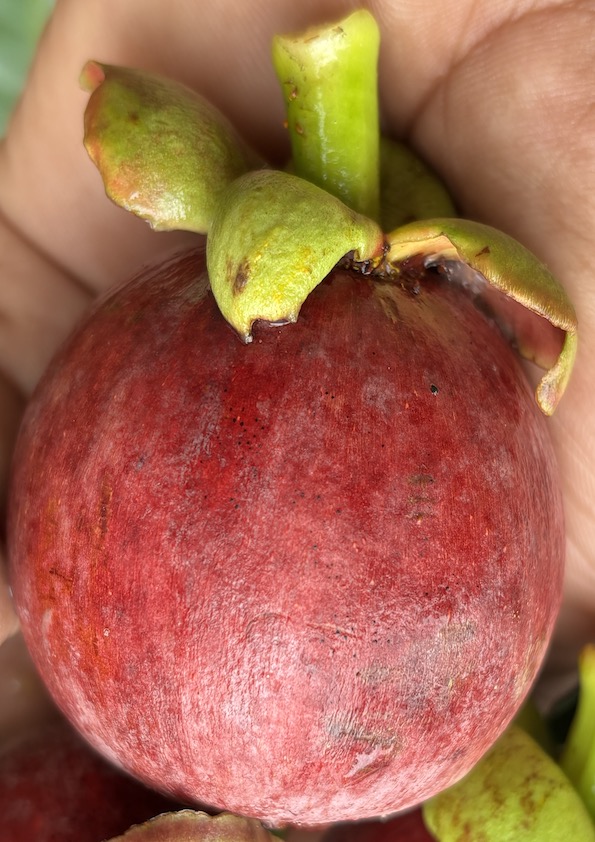 Mangosteen Fruit Plant