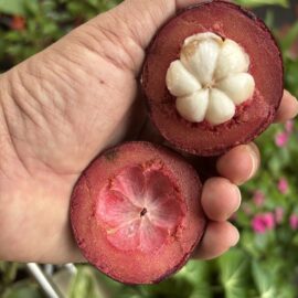 Mangosteen Fruit Plant