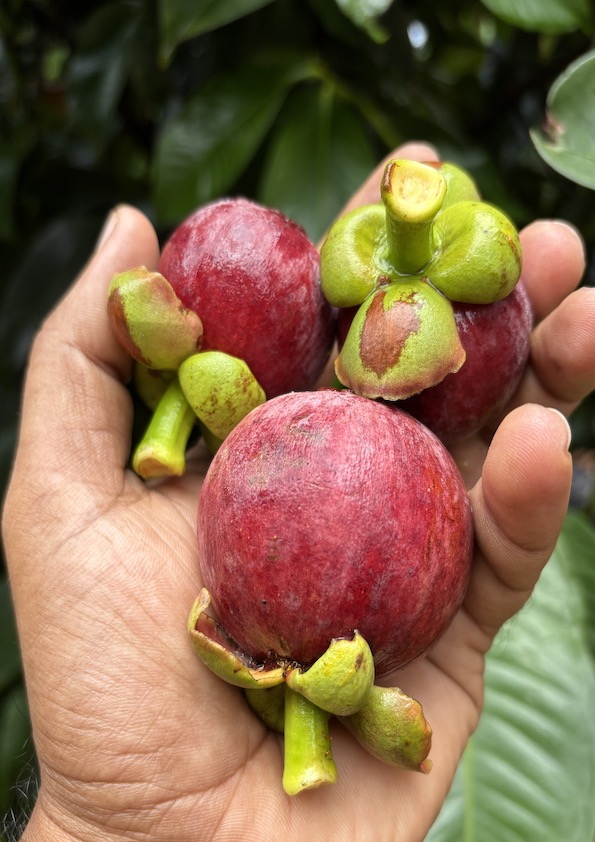 Mangosteen Fruit Plant