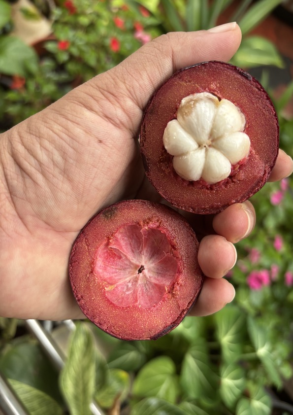 Mangosteen Fruit Plant