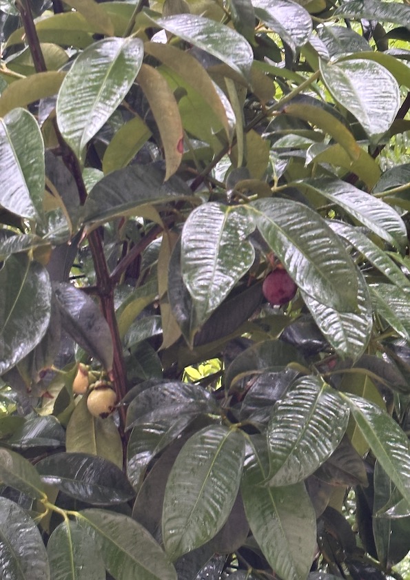 Mangosteen Fruit Plant