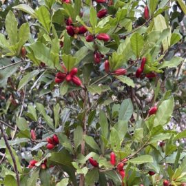 Miracle Berry Fruit Plant