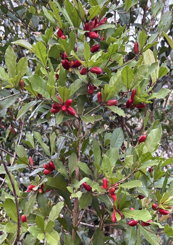 Miracle Berry Fruit Plant