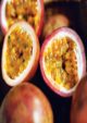 Passion Fruit Kaveri Plant