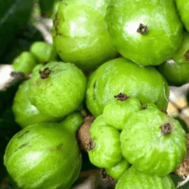 Jaboticaba Phitrantha Branca Fruit Plant