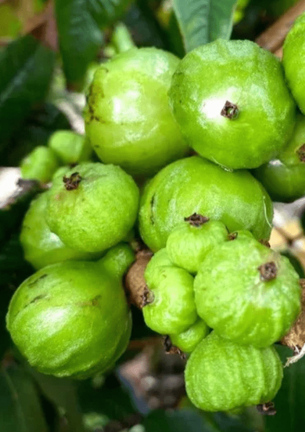 Jaboticaba Phitrantha Branca Fruit Plant