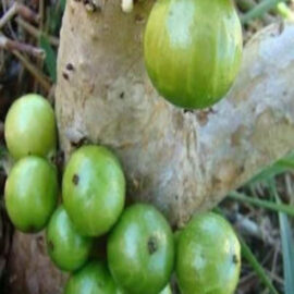 Jaboticaba Phitrantha Branca Fruit Plant