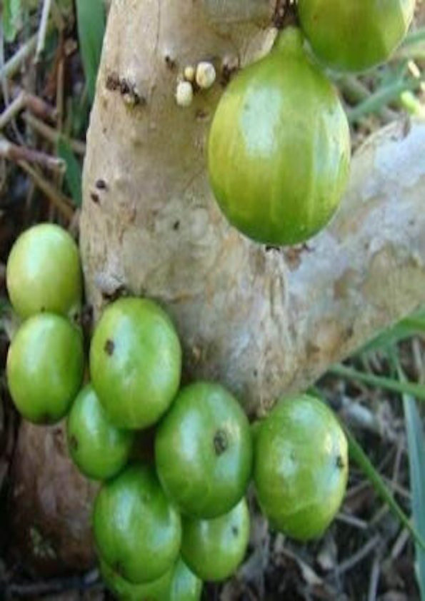 Jaboticaba Phitrantha Branca Fruit Plant